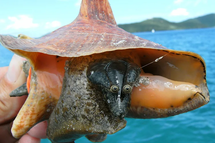 Conch Meat