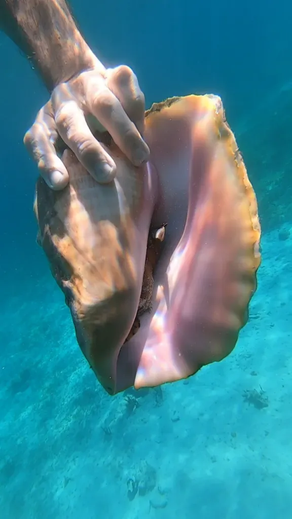 Queen conch harvested by hand in clear Bahamian water